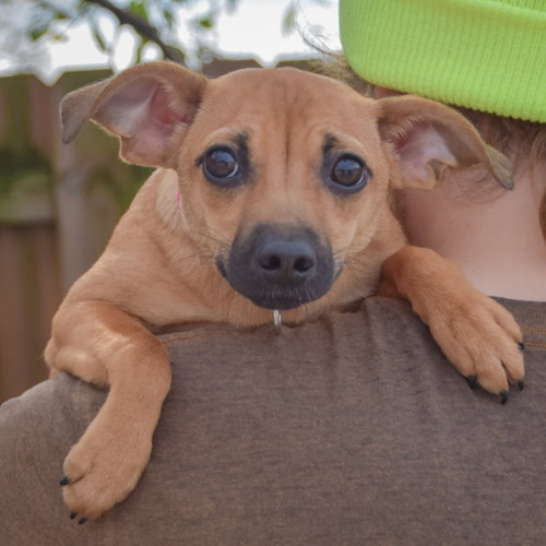 Dora, an adoptable Whippet / Italian Greyhound / Mixed at Animal House Shelter — photo 4