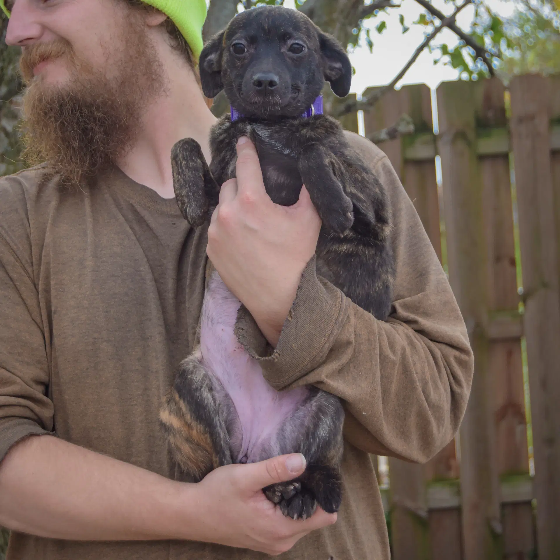 Molly image 4