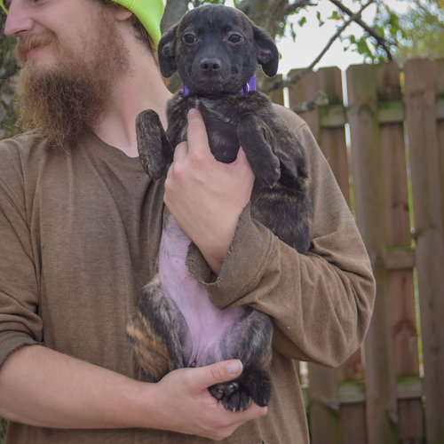 Molly, an adoptable Whippet / Italian Greyhound / Mixed at Animal House Shelter — photo 4