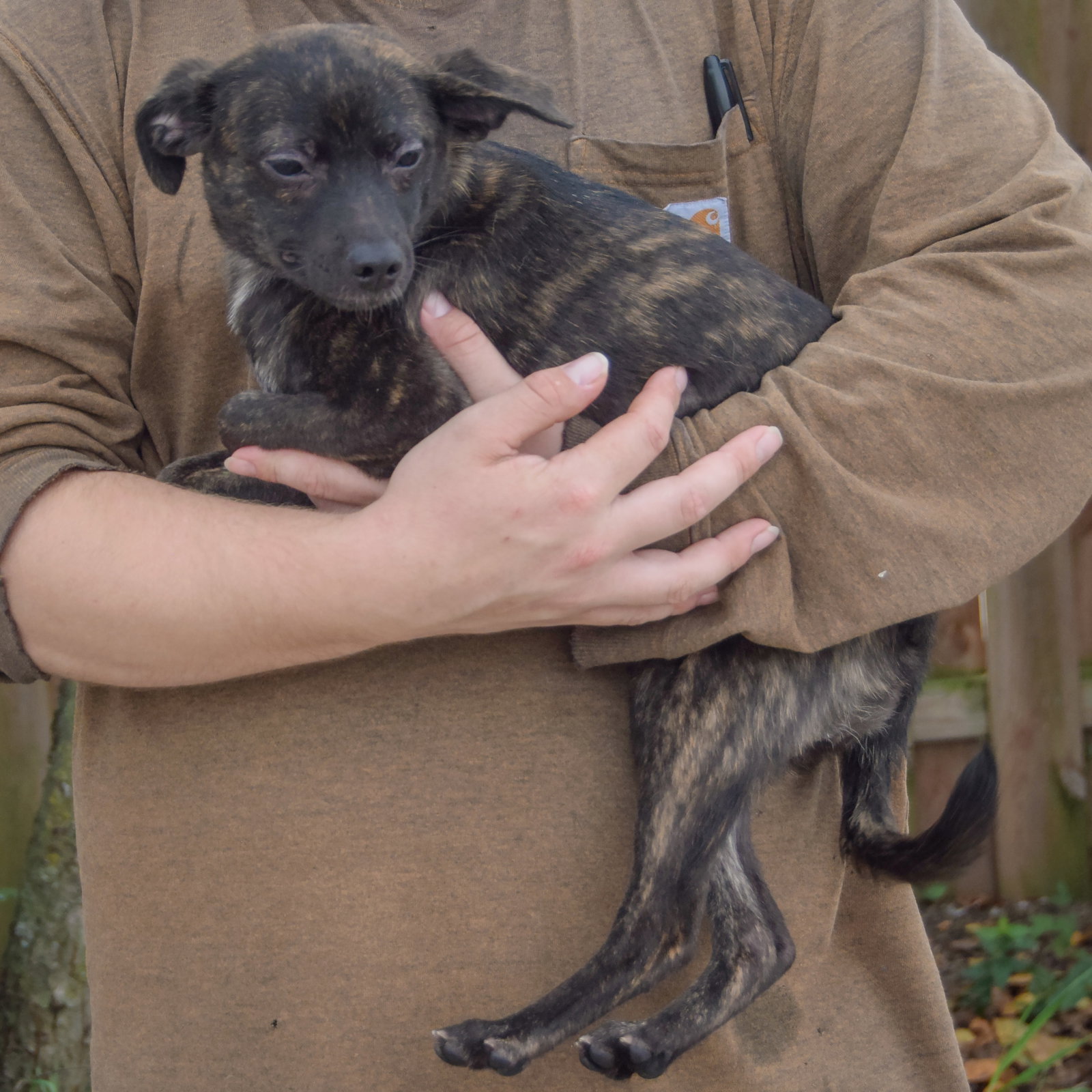 Molly, photo 5
