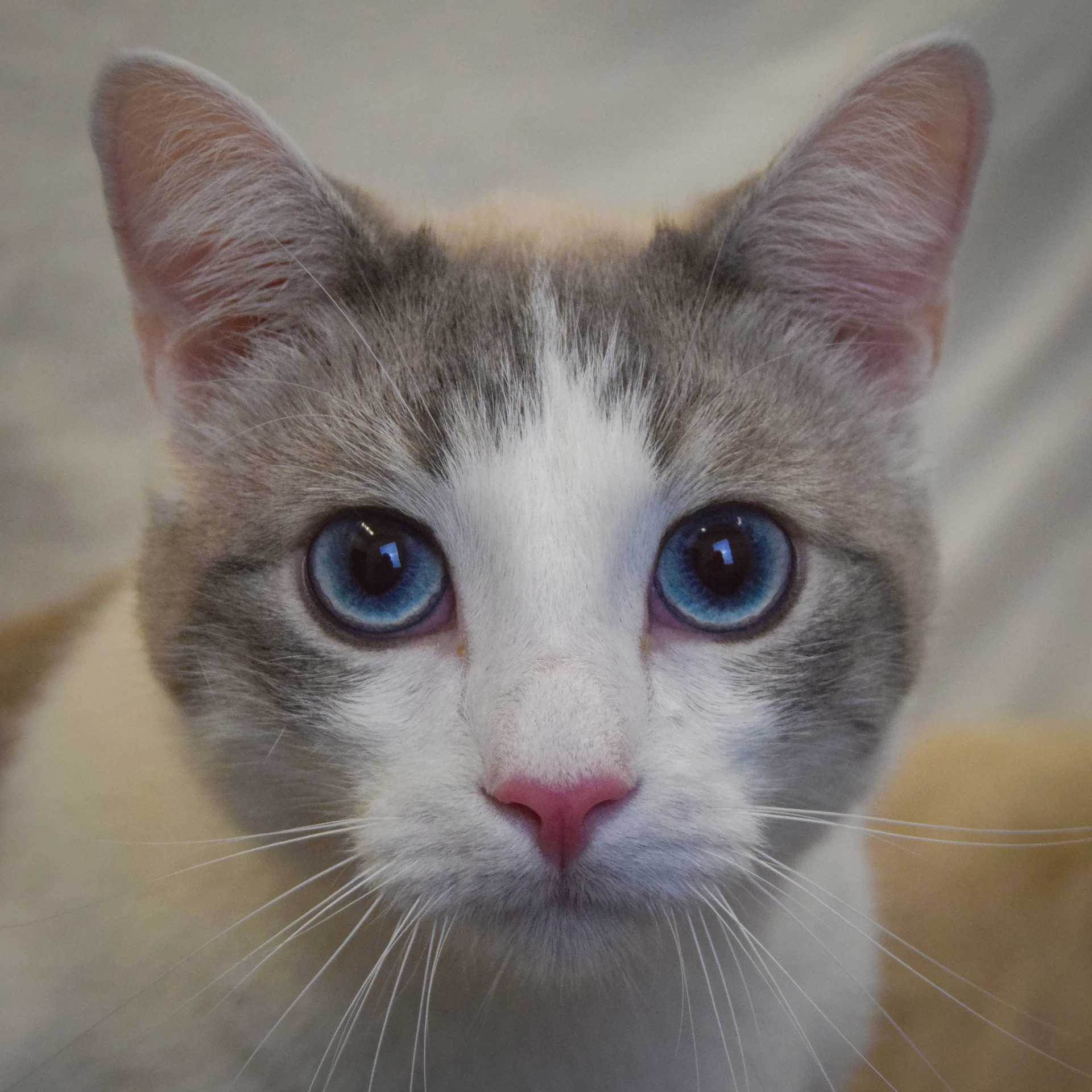 Casper