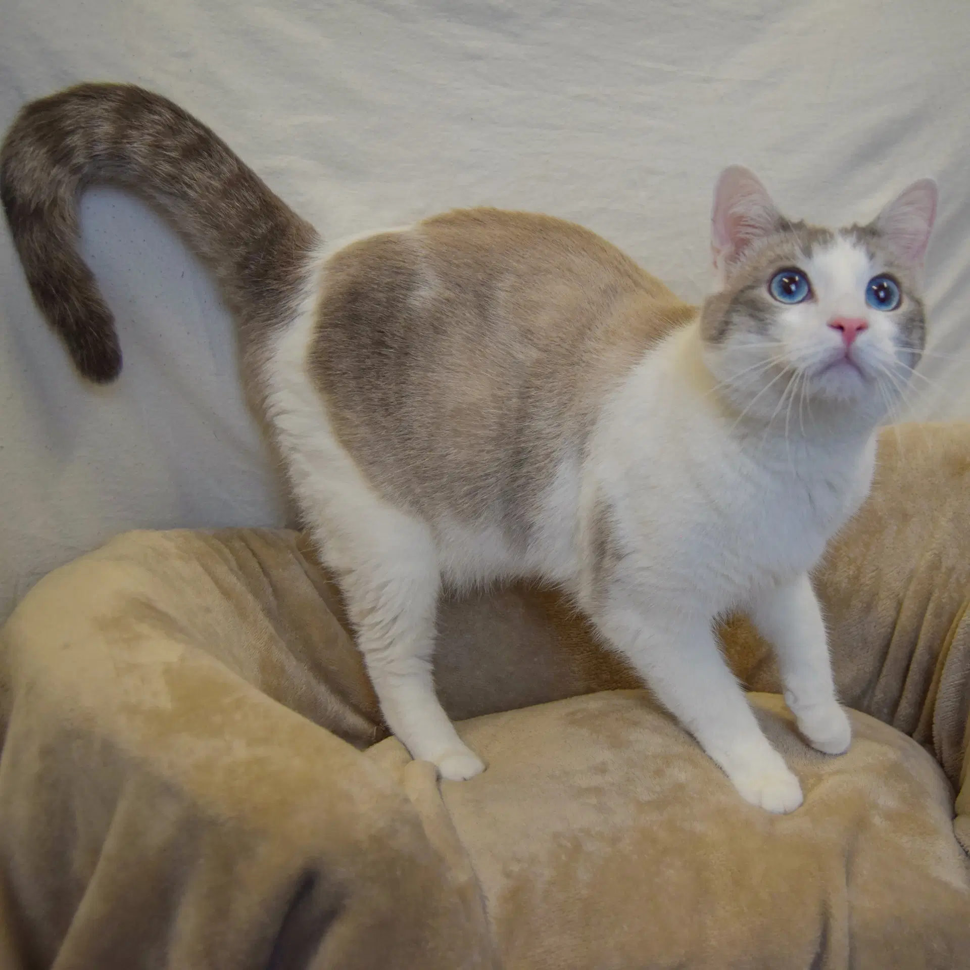 Casper image 3