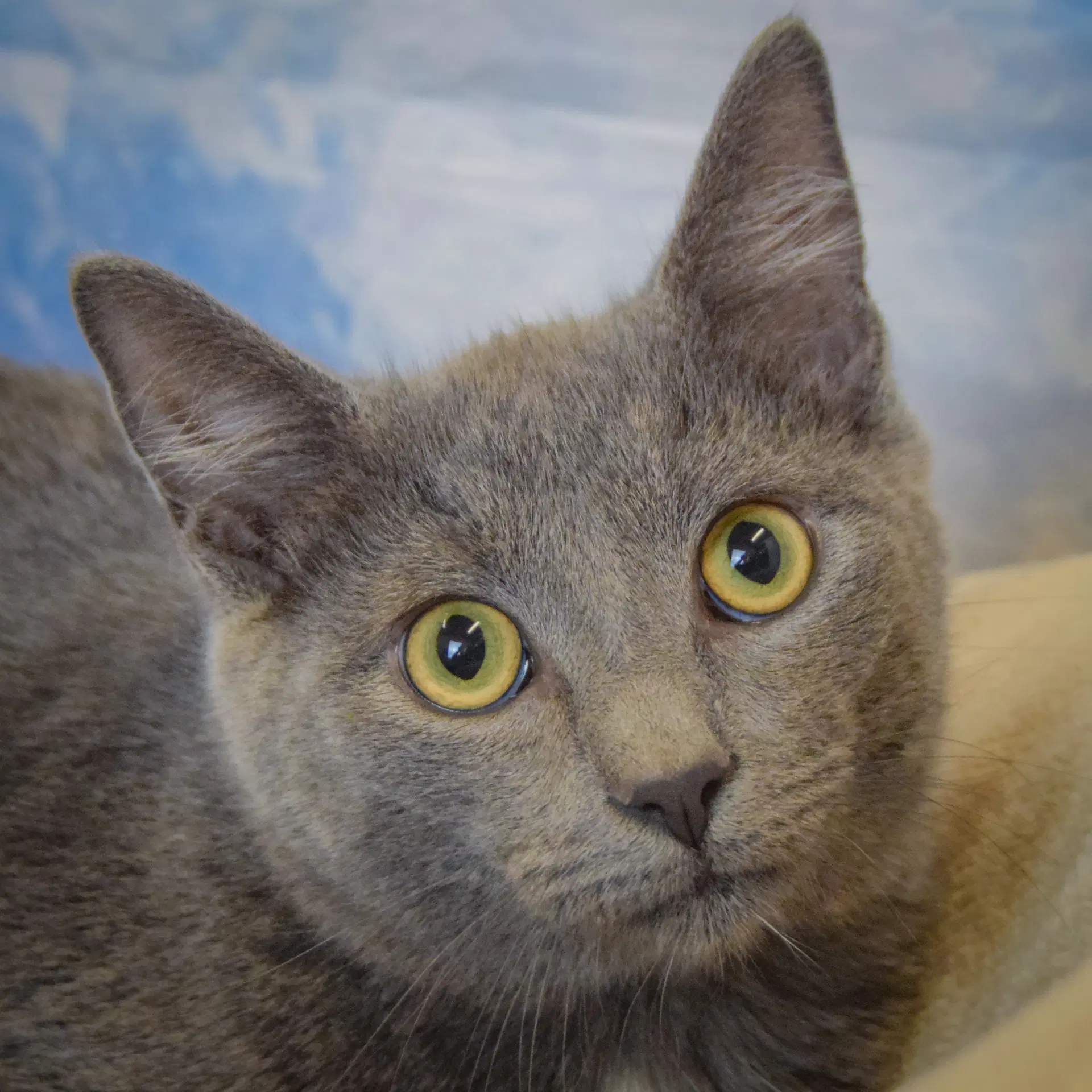 Ringo - Russian Blue