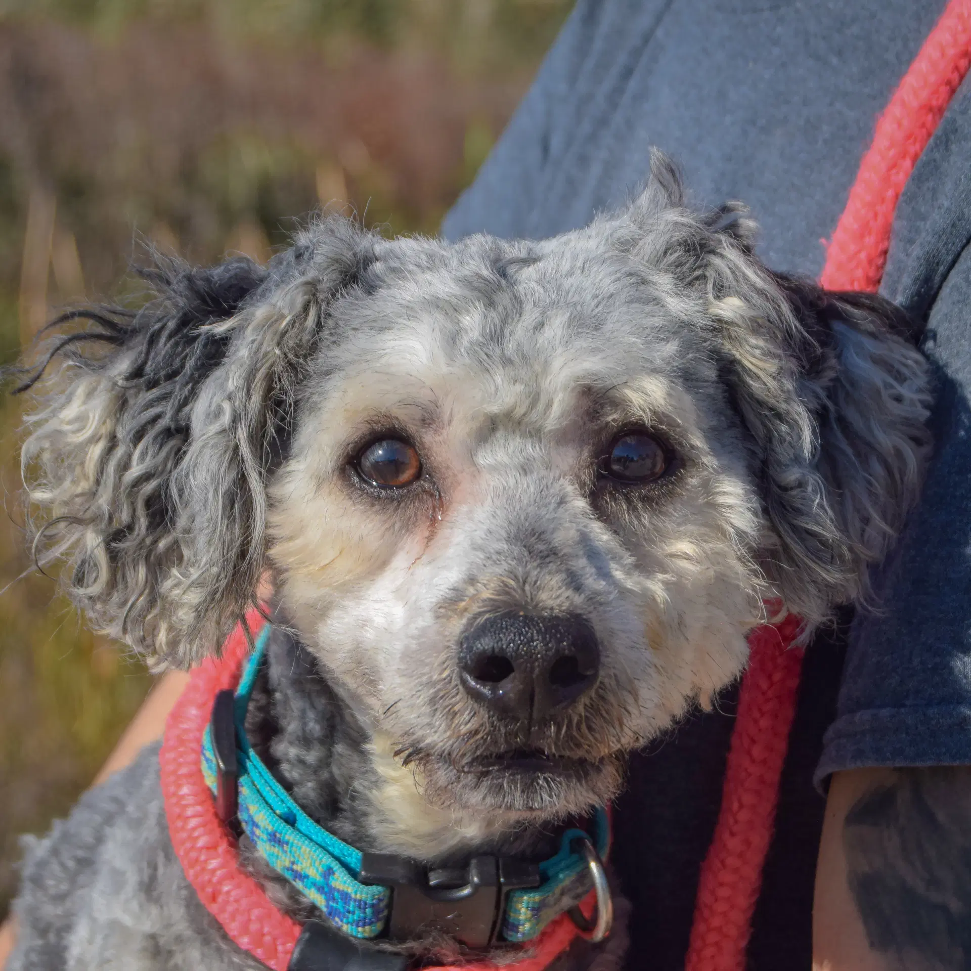 Kaffee - Poodle (unknown type)