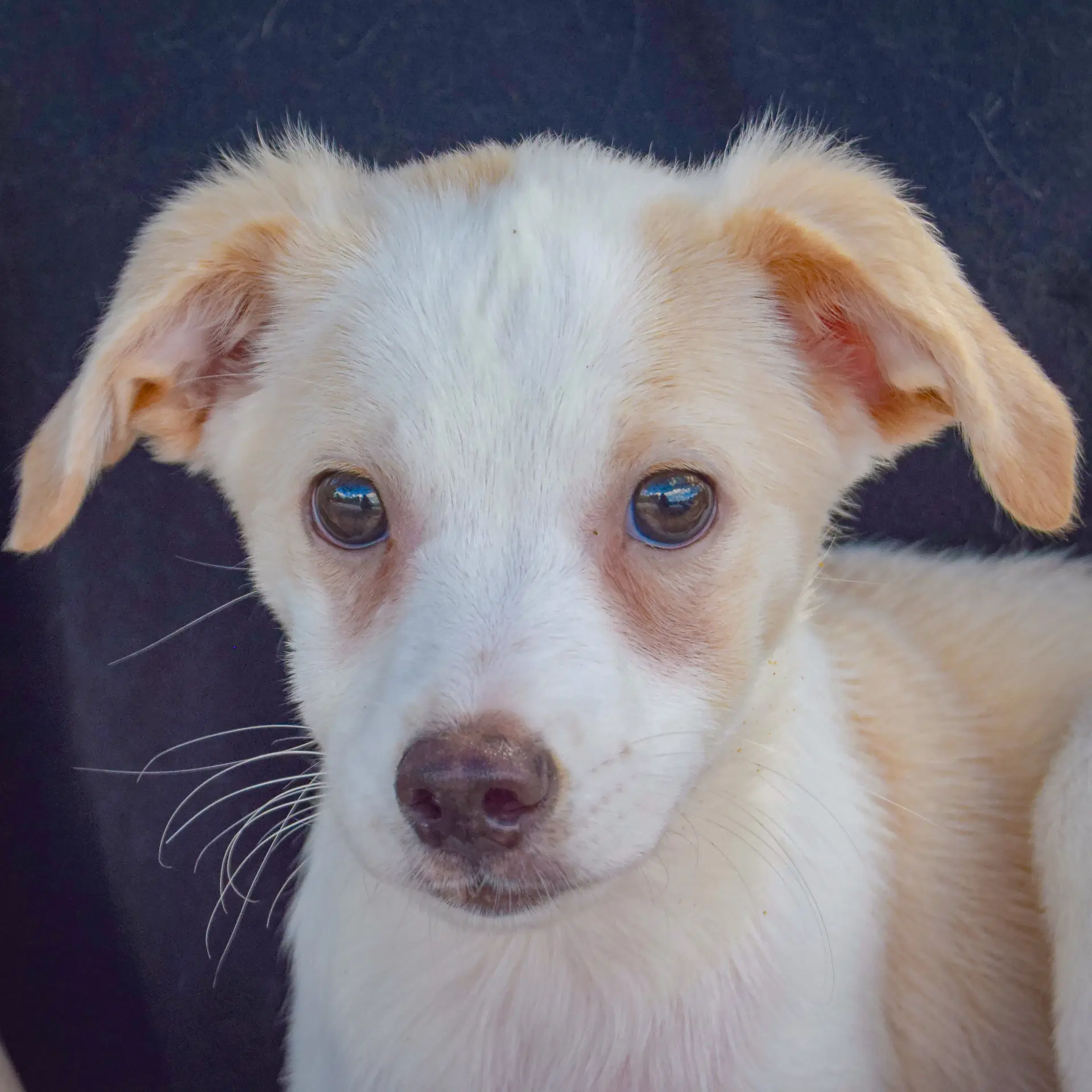 Denver - Australian Shepherd