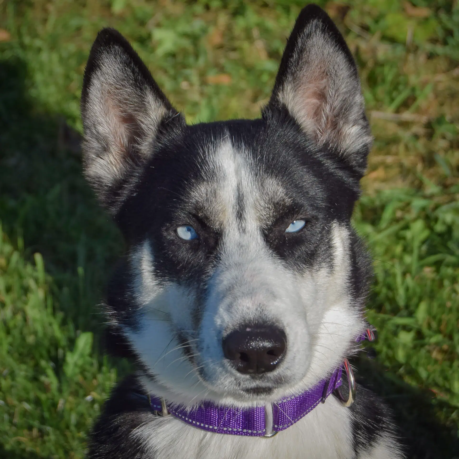 Ocean - Husky