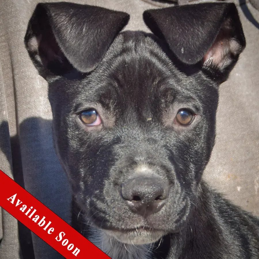Binx - Boxer