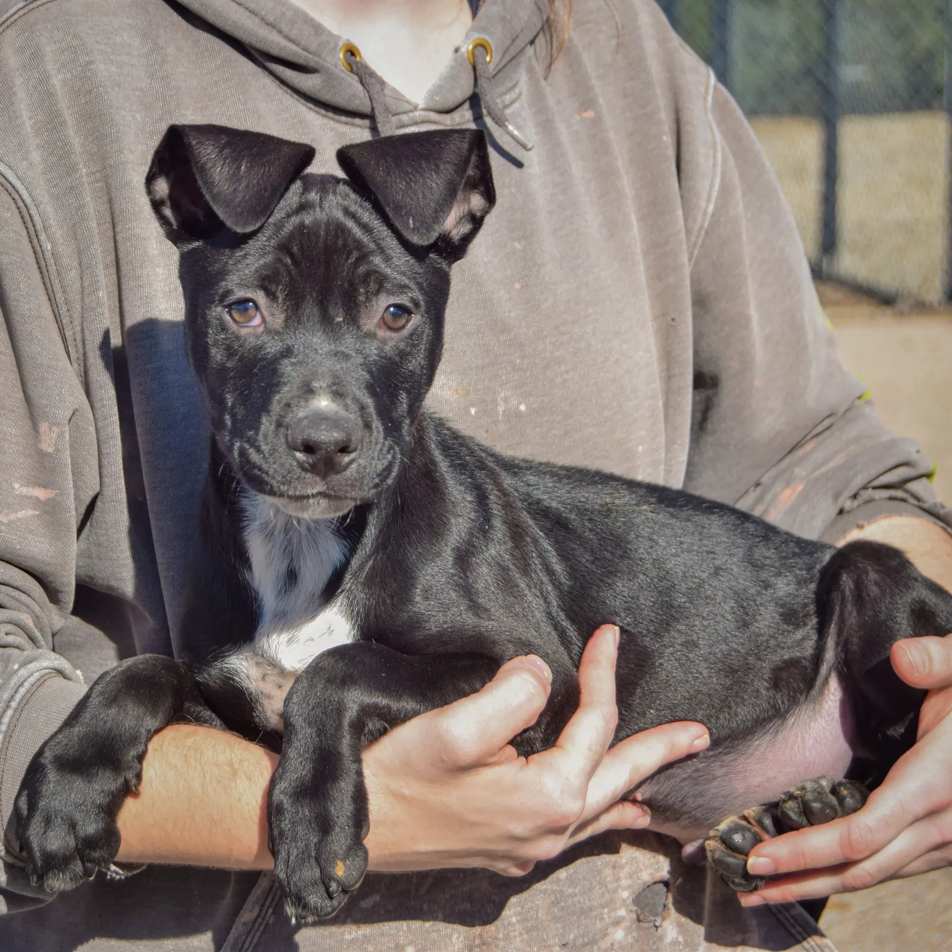 Binx image 2