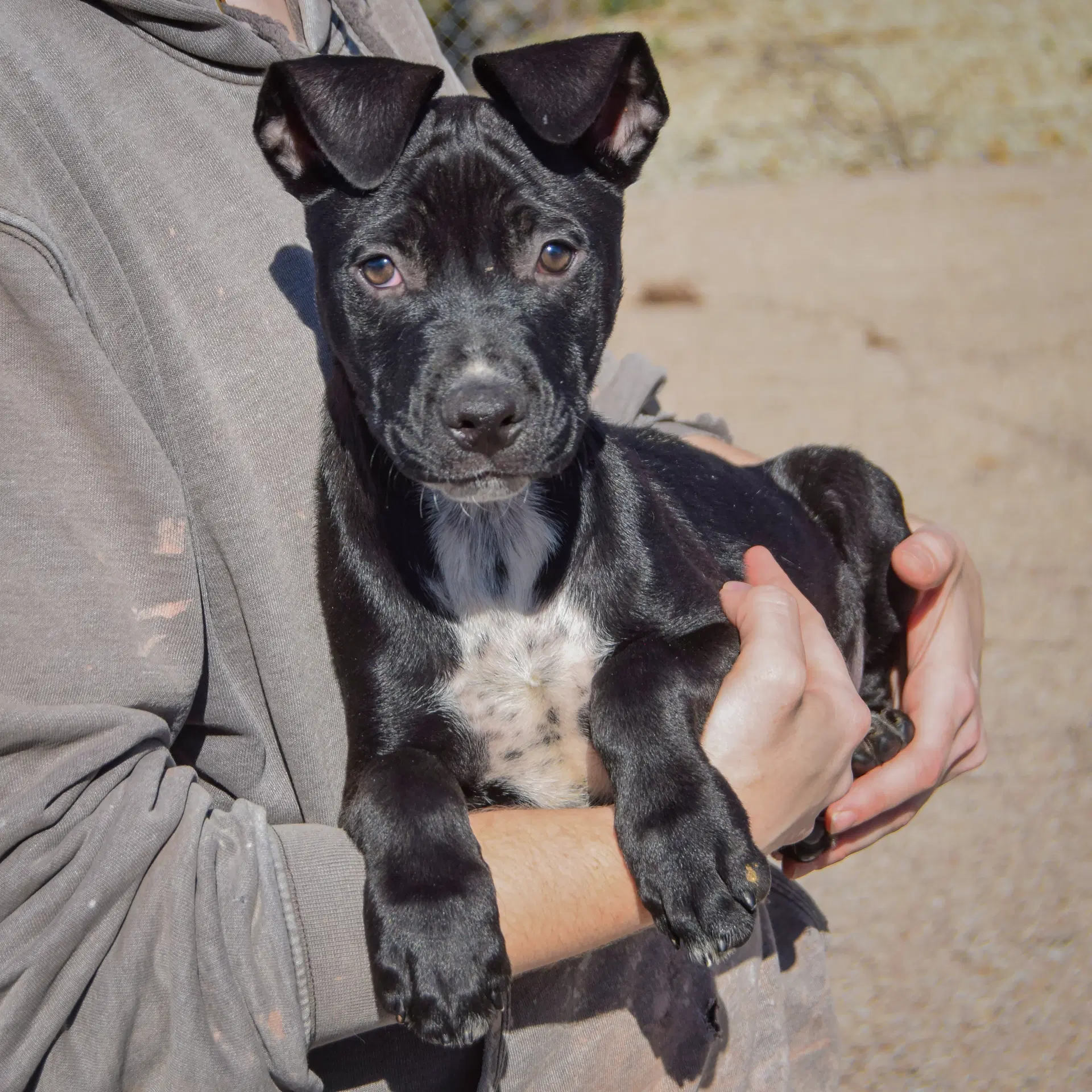 Binx image 3