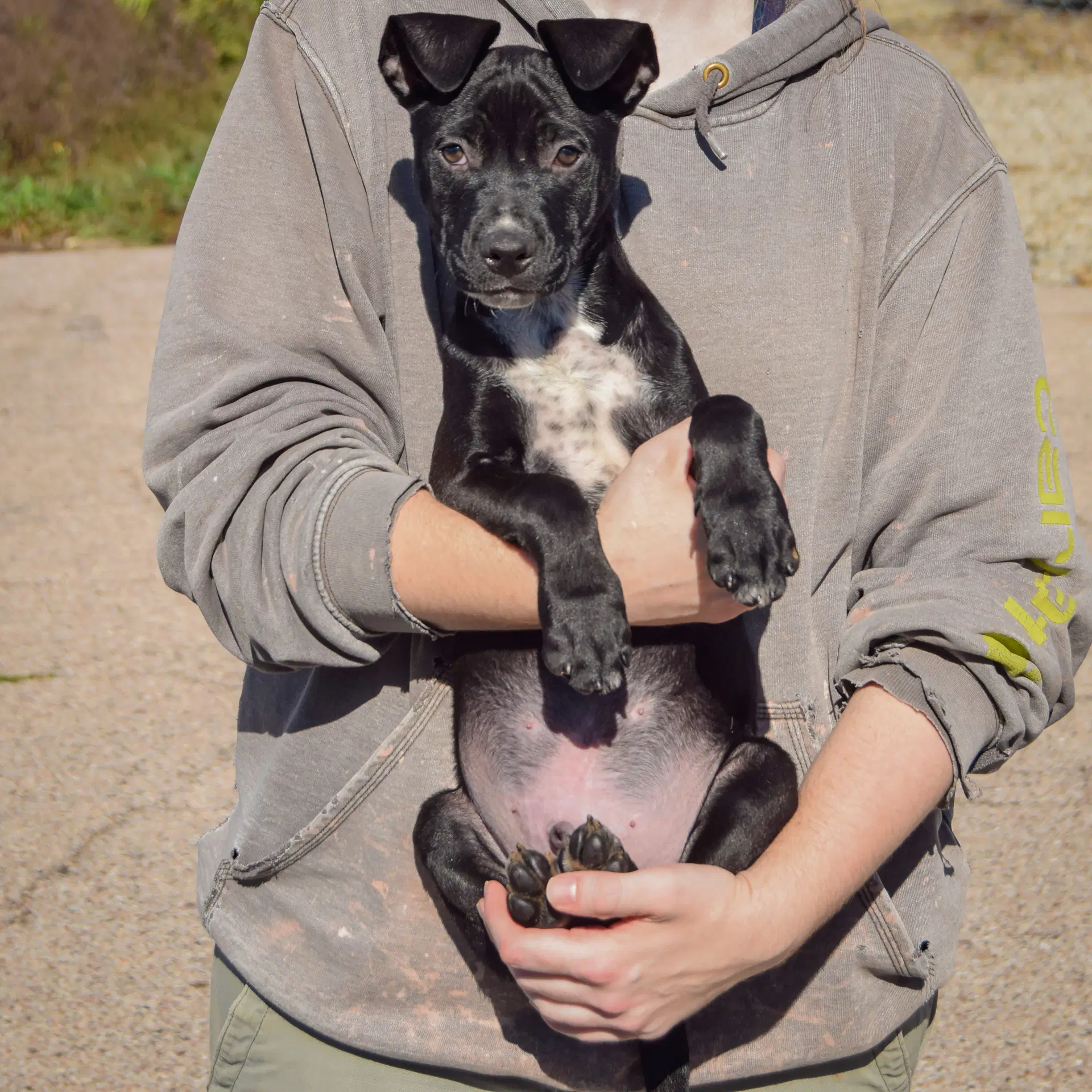 Binx image 4