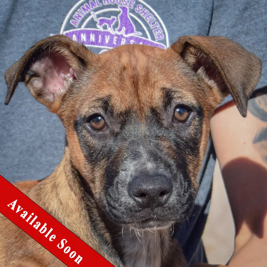 Sarah - Boxer