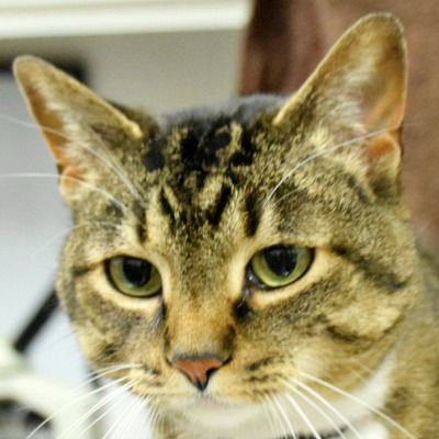 adoptable Cat in Huntley, IL named Phoebe