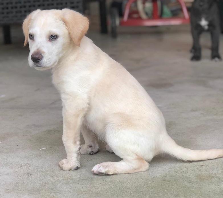 adoptable Dog in Orange, CA named Pluto