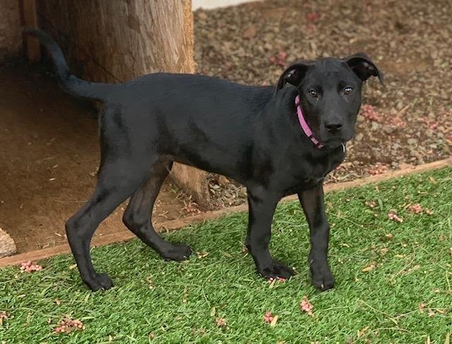 adoptable Dog in Orange, CA named Rufus