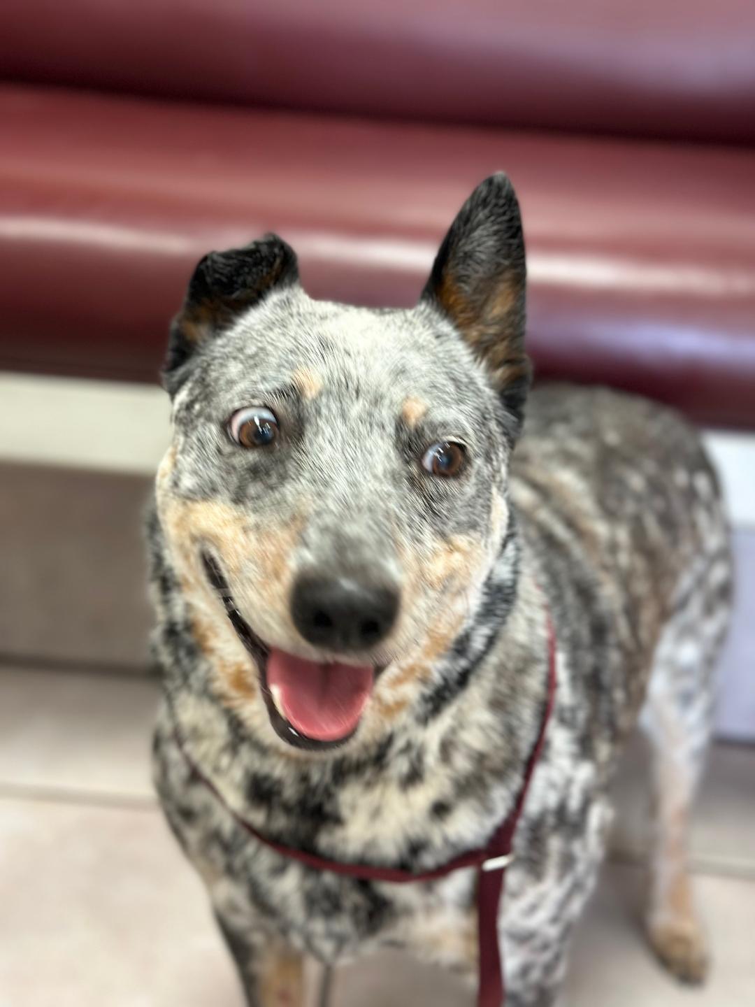 Dog for Adoption Rurik, a Australian Cattle Dog/Blue Heeler in