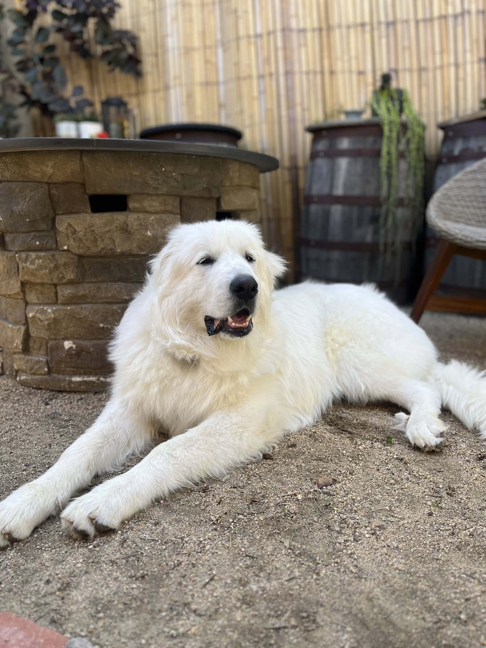 Dog for Adoption - Aslan, a Great Pyrenees in San Bernardino, CA ...