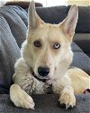 adoptable Dog in orange, CA named Penny