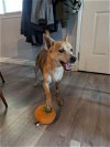 adoptable Dog in orange, CA named Scrappy
