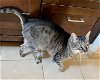 adoptable Cat in orange, CA named Tessa