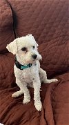 adoptable Dog in orange, CA named Chester