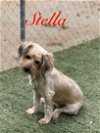 adoptable Dog in orange, CA named Stella