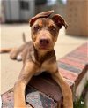 adoptable Dog in orange, ca, CA named Bailey