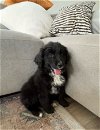 adoptable Dog in orange, CA named Binky