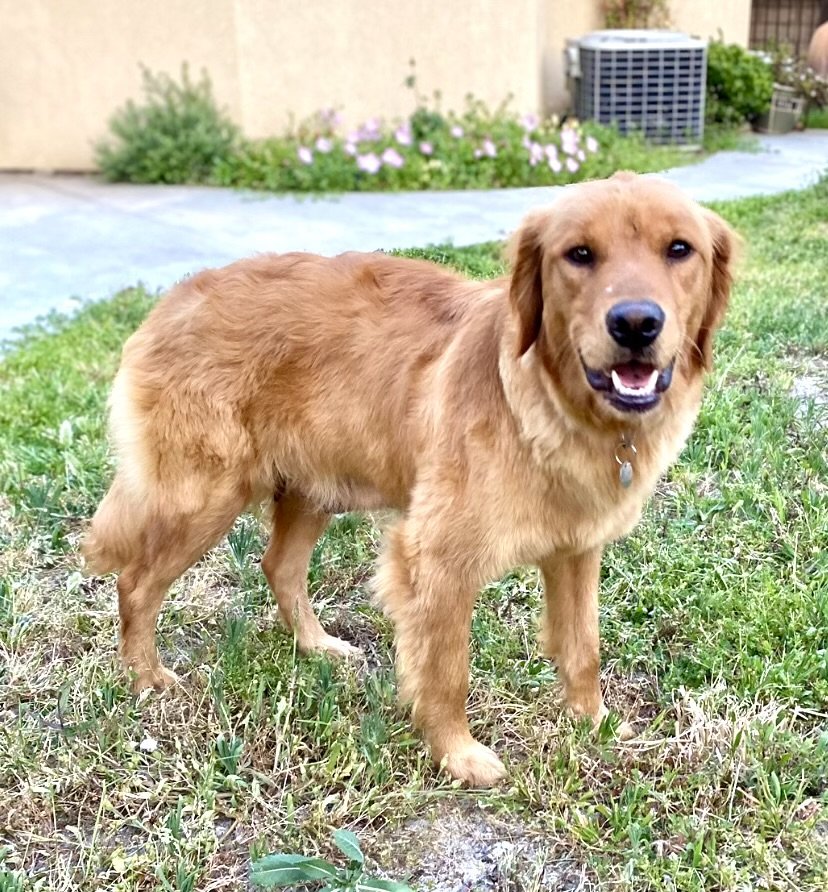 adoptable Dog in Orange, CA named Phoebe