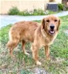 adoptable Dog in orange, CA named Phoebe