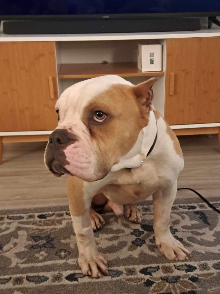 adoptable Dog in Orange, CA named Bosley