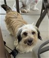 adoptable Dog in orange, CA named Aspen