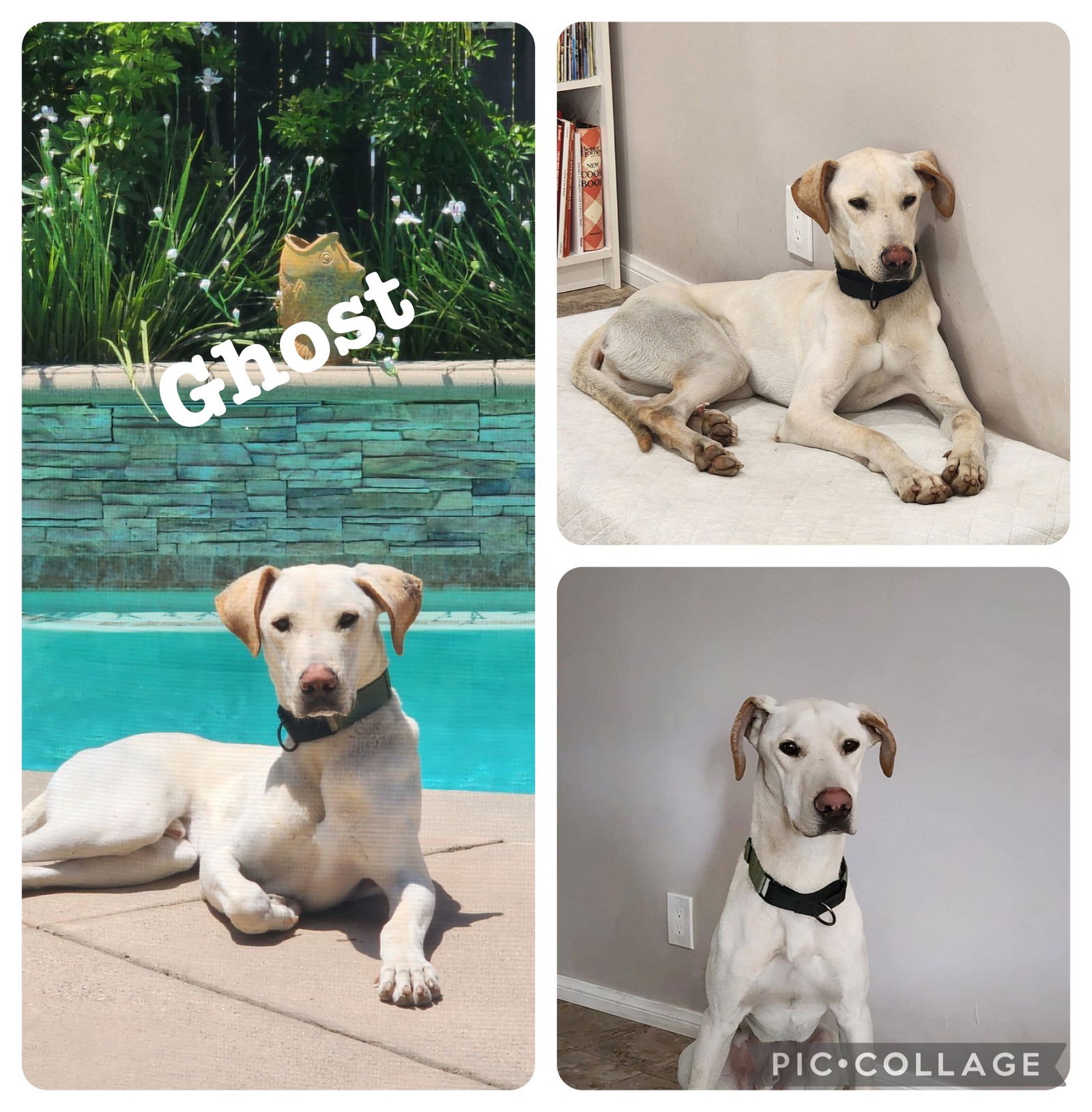 adoptable Dog in Orange, CA named Ghost