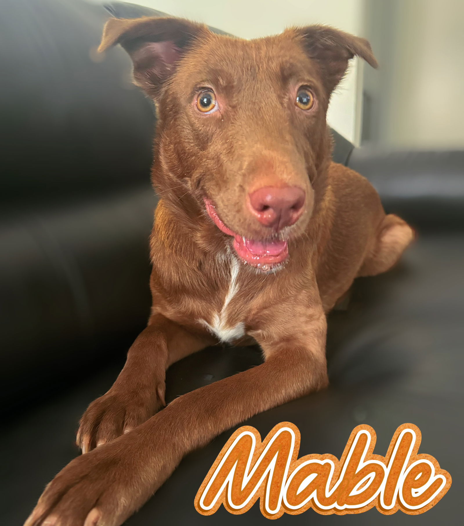 adoptable Dog in Orange, CA named Mable