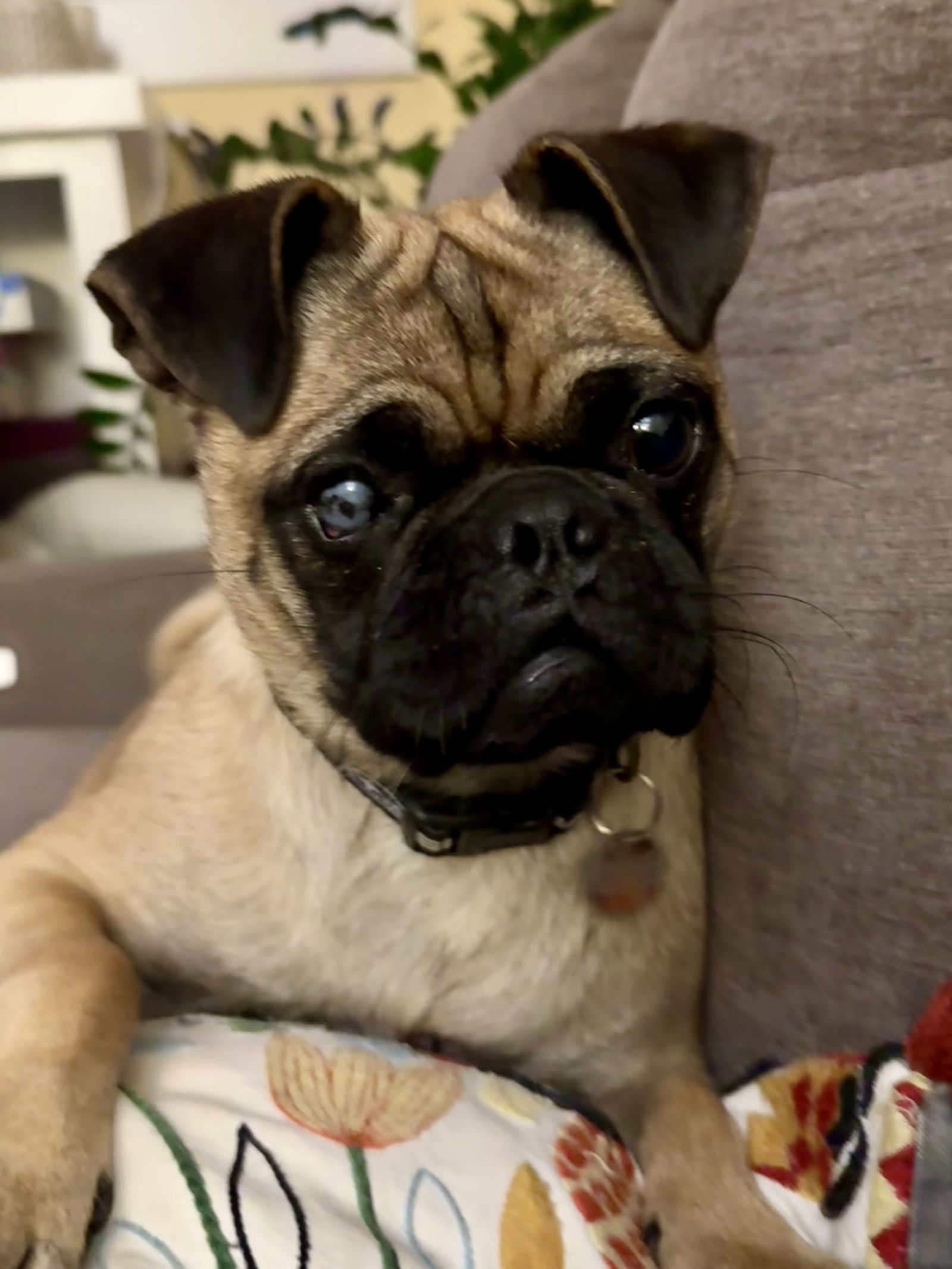 adoptable Dog in Orange, CA named Patsy