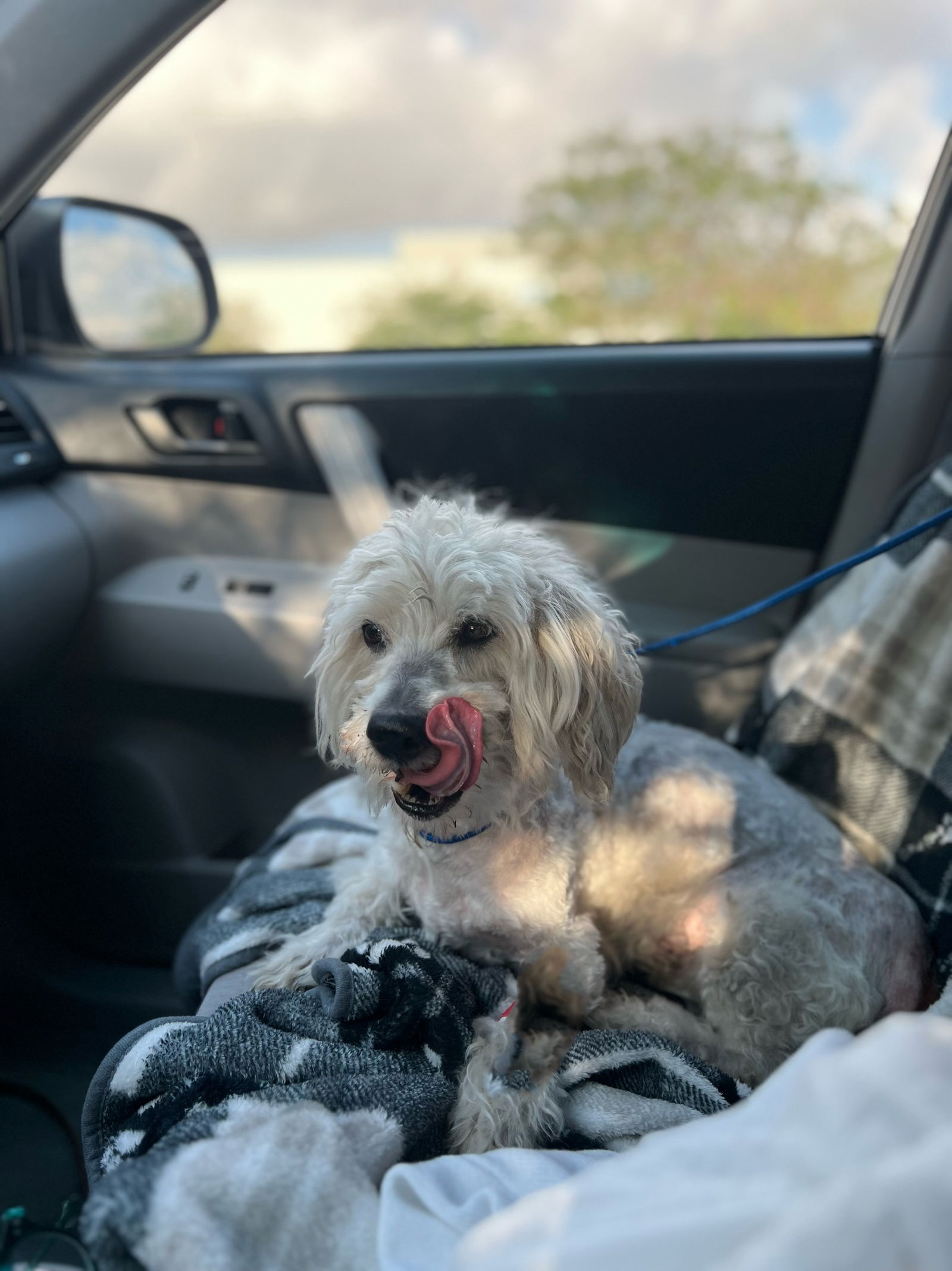 adoptable Dog in Orange, CA named Snoopy