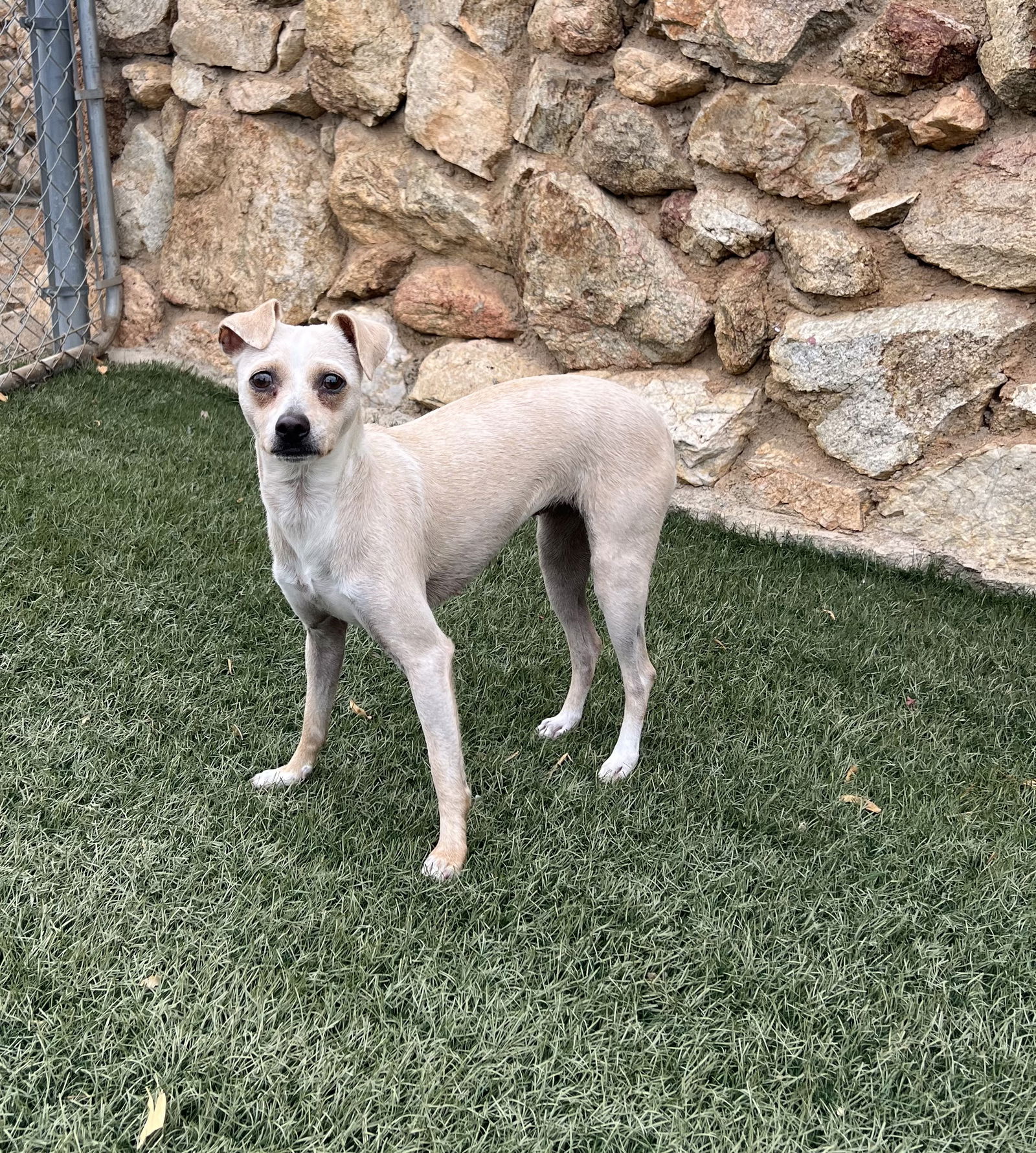 adoptable Dog in Orange, CA named Lady