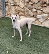 adoptable Dog in  named Lady