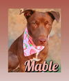 adoptable Dog in  named Mable