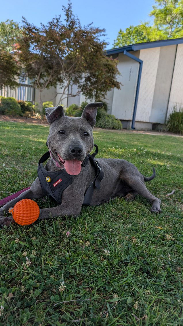 adoptable Dog in Orange, CA named Sammie