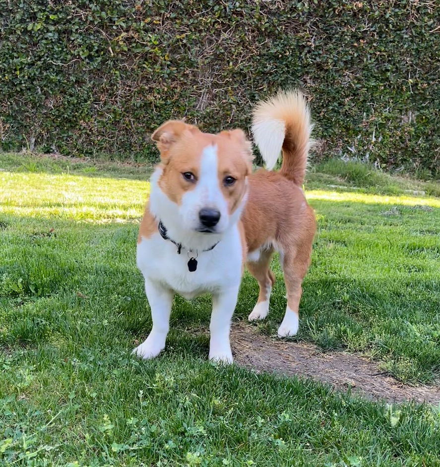 Cane