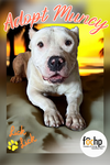 adoptable Dog in Orange, CA named Muncy