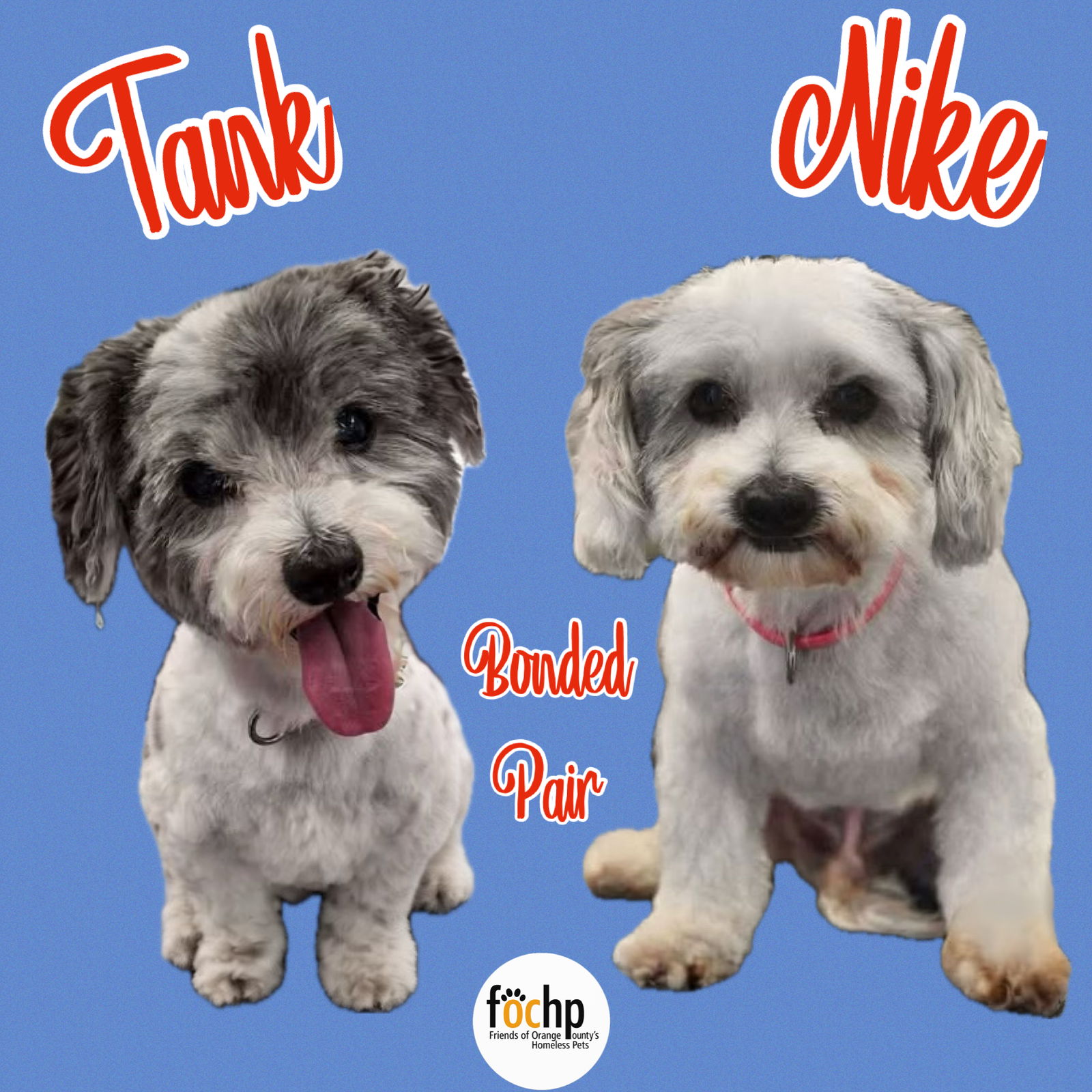 adoptable Dog in Orange, CA named Tank and Nike