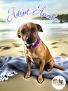 adoptable Dog in orange, CA named April