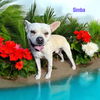 adoptable Dog in Orange, CA named Simba
