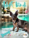 adoptable Dog in orange, CA named Bindi