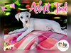adoptable Dog in orange, CA named Tink