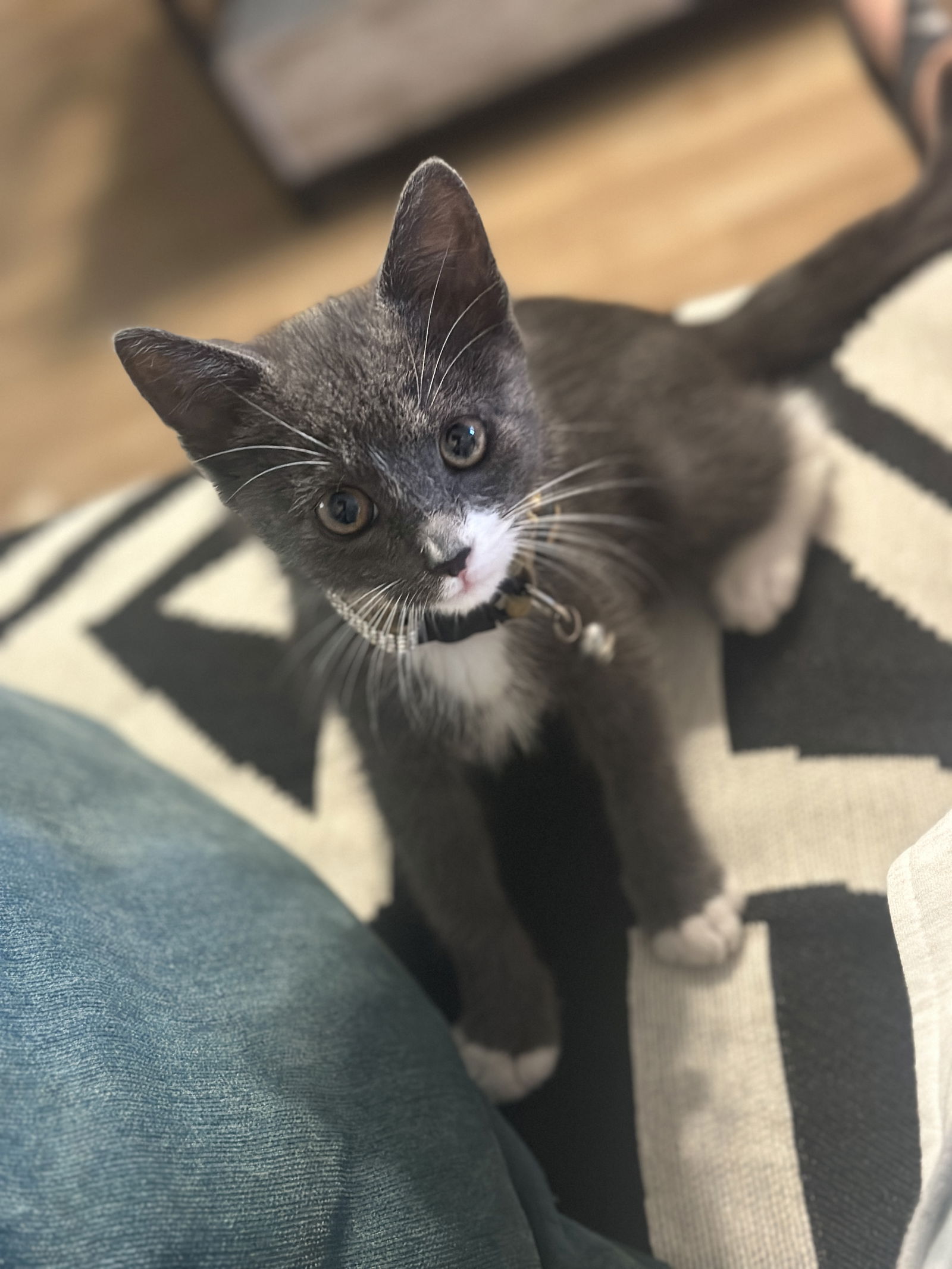 adoptable Cat in Orange, CA named Mittens