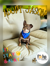 adoptable Dog in  named Jason