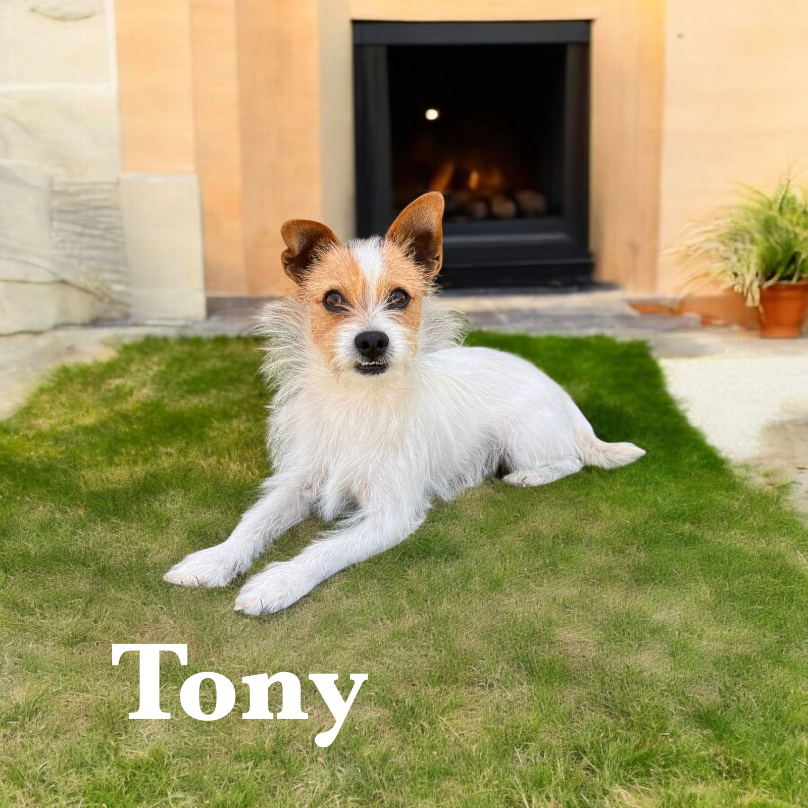 adoptable Dog in Orange, CA named Tony