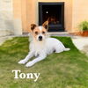 adoptable Dog in orange, CA named Tony